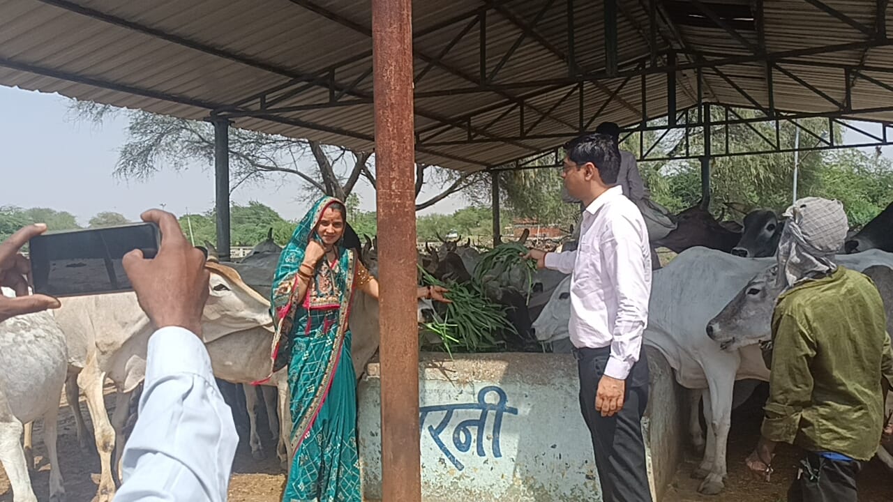गौशाला में गौवंशों को हरा चारा,गुड,चना खिलाया