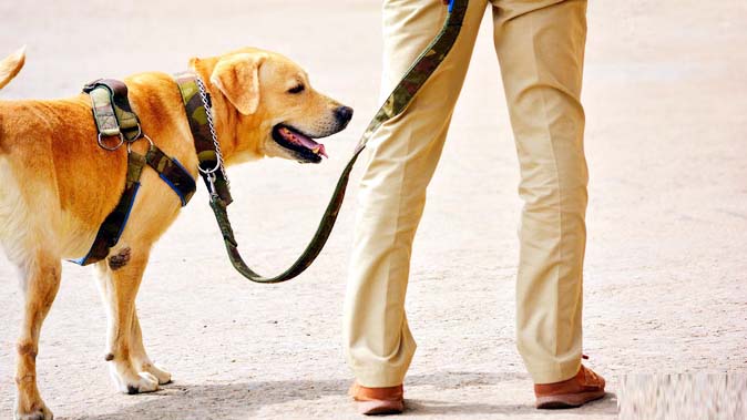 पांच हिंदूवादी नेताओं के घर ग्रेनेड हमला कर हत्या करने की थी साजिश