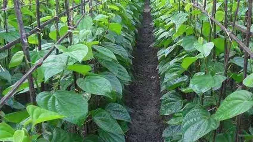 पान के बरेजों के खात्मे से बिगड़ा बुंदेलखंड का पर्यावरण संतुलन