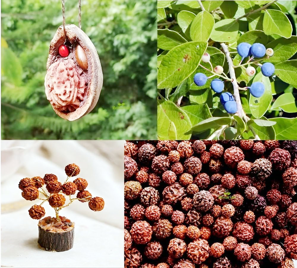 हज़ारों करोड़ का व्यापार है रुद्राक्ष, फिर भी 70 प्रतिशत नकली और फर्जी